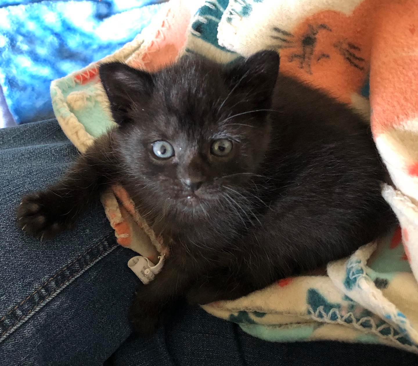 Illustration de l'article : Un passant tend la main à une chatte tentant désespérément de se protéger des intempéries jusqu'à l'arrivée de ses chatons